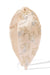 Champagne Bloom Embroidered Headband